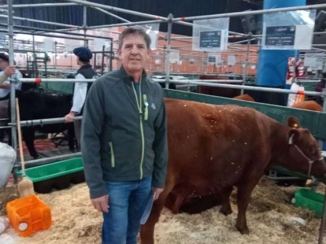 Una cabaa de Recalde debut en la Exposicin Angus de Otoo